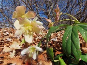 56 Helleborus niger (Ellebori) verso la fruttescenza